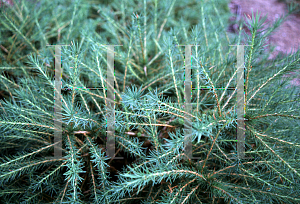 Picture of Larix decidua 'Lanark'