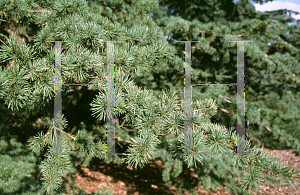 Picture of Pinus densiflora 'Pendula'