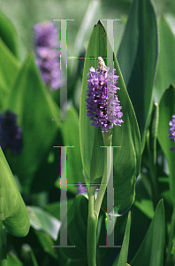 Picture of Pontederia cordata 