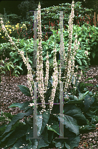 Picture of Verbascum chaixii 'Album'