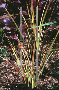 Picture of Libertia peregrinans 