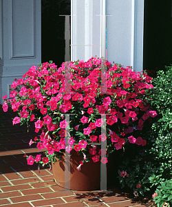 Picture of Petunia x hybrida 'Pink Wave'