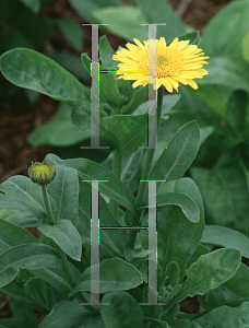 Picture of Calendula officinalis 'Kablouna'