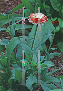 Picture of Calendula officinalis 'Coffee Cream'