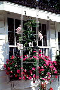 Picture of Mandevilla x amoena 'Leah'
