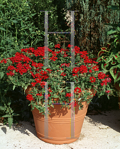 Picture of Verbena  'Quartz Burgundy'