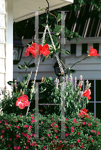 Picture of Mandevilla x amoena 'Janelle'