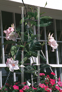 Picture of Mandevilla x amoena 'Leah'