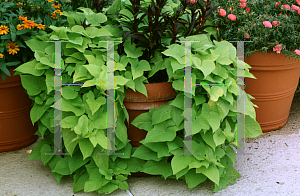 Picture of Ipomoea batatas 'Margarita'