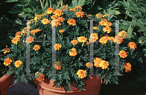 Picture of Tagetes patula 'Bonanza Bolero'