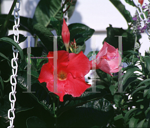 Picture of Mandevilla x amoena 'Janelle'