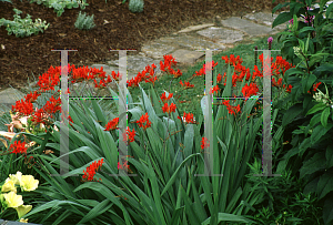 Picture of Crocosmia x crocosmiiflora 'Lucifer'