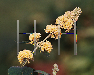 Picture of Buddleia x weyeriana 'Sungold'