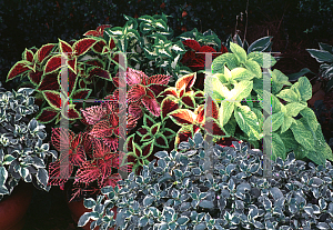 Picture of Solenostemon scutellarioides 'Wizard Mix'