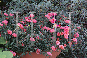 Picture of Portulaca grandiflora 'Sundial Peach'