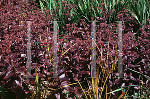 Picture of Hylotelephium telephium 'Atropurpureum'