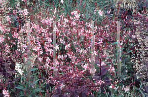 Picture of Oenothera lindheimeri 'Siskiyou Pink'