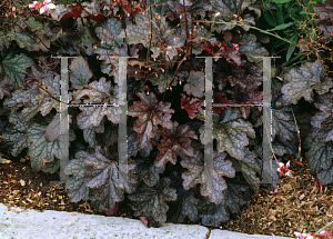 Picture of Heuchera  'Plum Pudding'