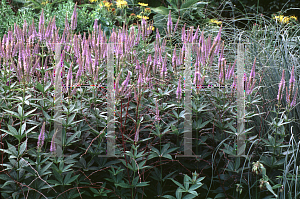 Picture of Veronicastrum virginicum var. sibericum 