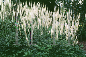 Picture of Actaea racemosa 