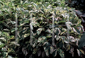 Picture of Polygonum virginianum 'Painter's Pallete'