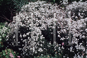 Picture of Achillea ptarmica 'The Pearl'