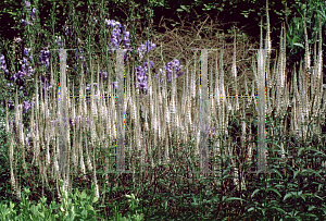 Picture of Veronicastrum virginicum 'Album'