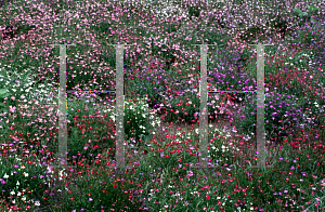 Picture of Lobelia erinus 