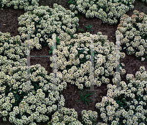 Picture of Lobularia maritima 'Apricot Shades'