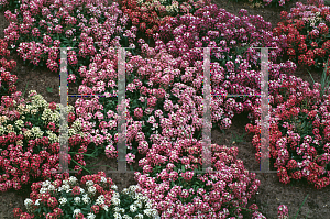 Picture of Lobularia maritima 'Aphrodite'