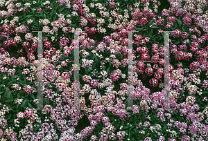 Picture of Lobularia maritima 'Easter Bonnett'