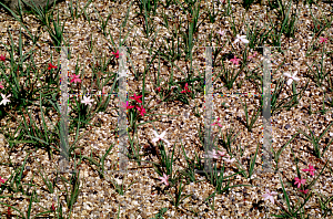 Picture of Rhodohypoxis baurii 