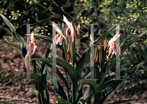 Picture of Roscoea auriculata 'Beesiana'