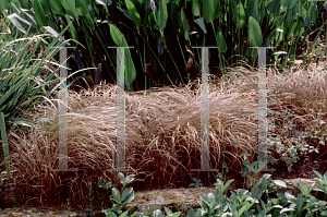 Picture of Carex testacea 