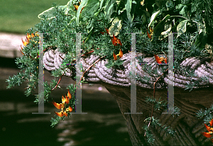 Picture of Lotus berthelotii 
