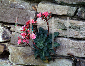 Picture of Lewisia cotyledon 