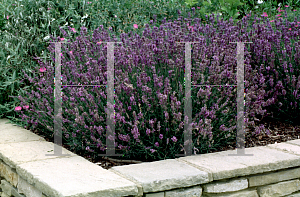 Picture of Lavandula angustifolia 'Beechwood Blue'