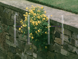 Picture of Corydalis lutea 