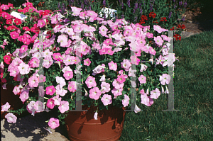 Picture of Petunia x hybrida 'Misty Lilac Wave'