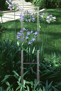 Picture of Agapanthus africanus 