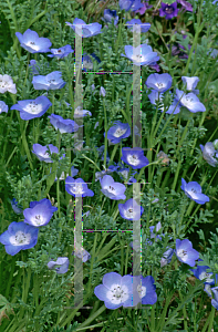 Picture of Nemophila menziesii 