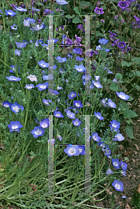 Picture of Nemophila menziesii 