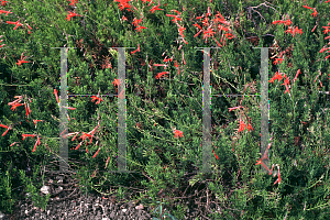 Picture of Penstemon pinifolius 