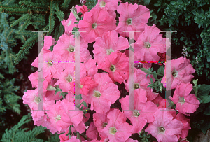 Picture of Petunia x hybrida 'Lavender Storm'