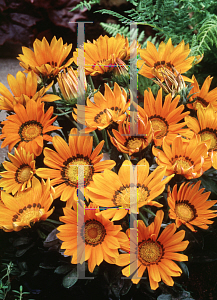 Picture of Gazania rigens 'Daybreak Bright Orange'