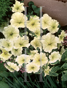 Picture of Petunia x hybrida 'Prism Sunshine'