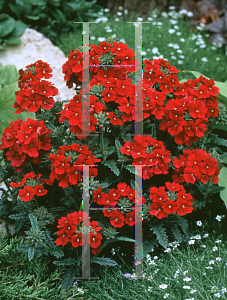 Picture of Verbena  'Quartz Burgundy'