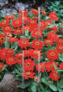 Picture of Zinnia x 'Profusion Cherry'