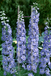 Picture of Delphinium x cultorum 'Centurion Sky Blue'