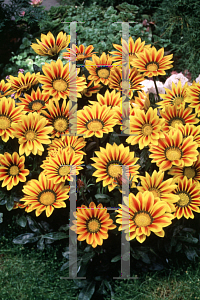 Picture of Gazania rigens 'Daybreak Red Stripe'